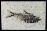 Fossil Fish (Diplomystus) - Green River Formation - Inch Layer #138600-1